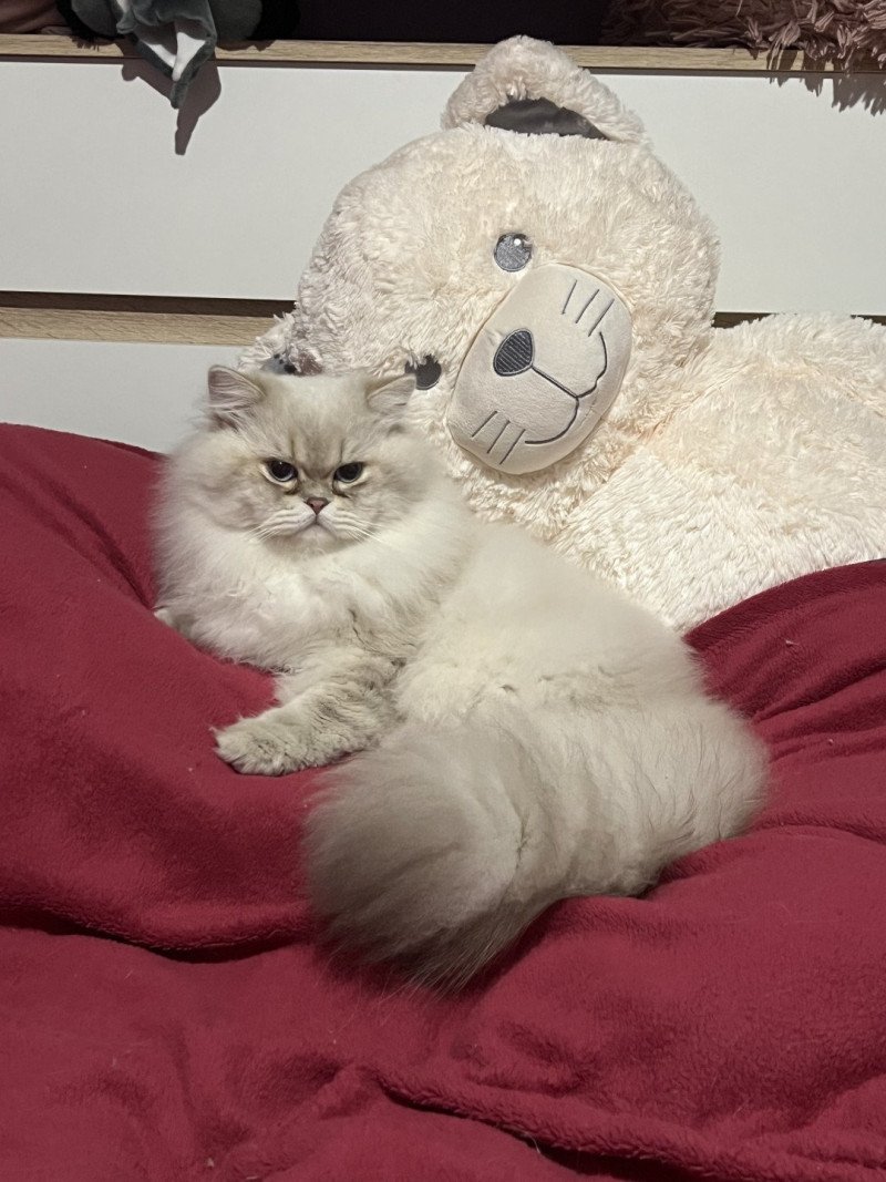 Trésor Mâle British Longhair