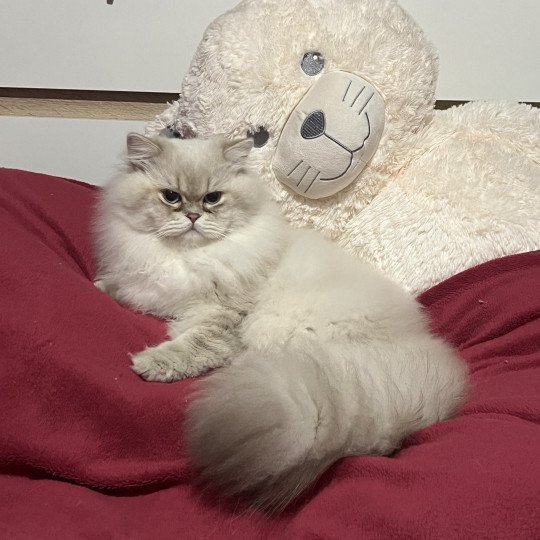 Trésor Mâle British Longhair