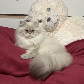 chat British Longhair blue golden shaded point Trésor La chatterie