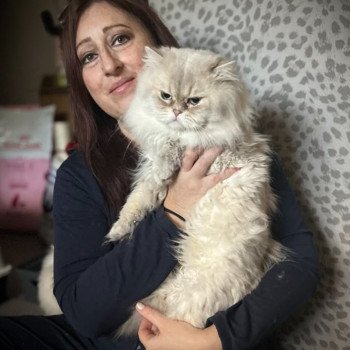 chat British Longhair blue golden shaded point Trésor La chatterie