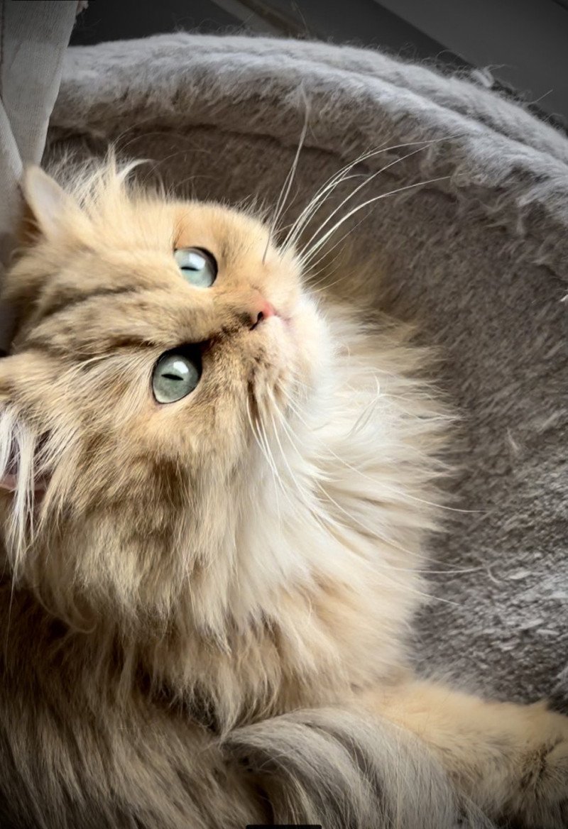 Ulycia Femelle British Longhair