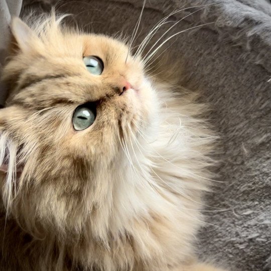 Ulycia Femelle British Longhair