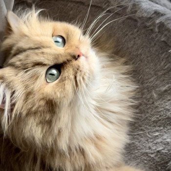 chat British Longhair black golden shaded Ulycia La chatterie