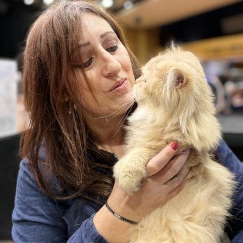 chat British Longhair black golden shaded Ulycia La chatterie