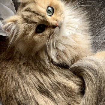chat British Longhair black golden shaded Ulycia La chatterie