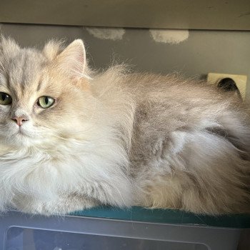 chat British Longhair blue golden shaded Victor La chatterie