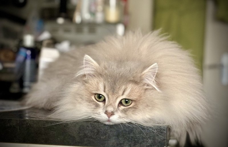 Victor DES BRITISH DE CÉCÉ Mâle British Longhair