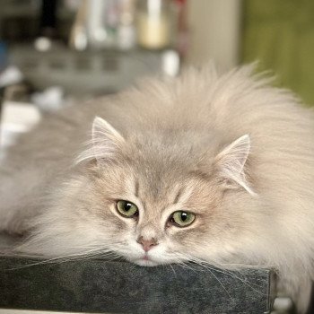 chat British Longhair blue golden shaded Victor La chatterie