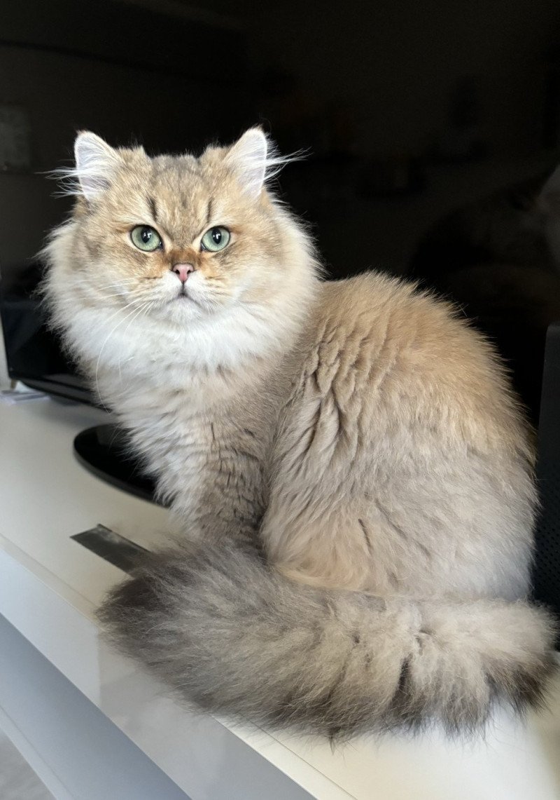 Willow Des british cocoon Mâle British Longhair