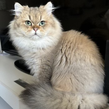 chat British Longhair Willow La chatterie