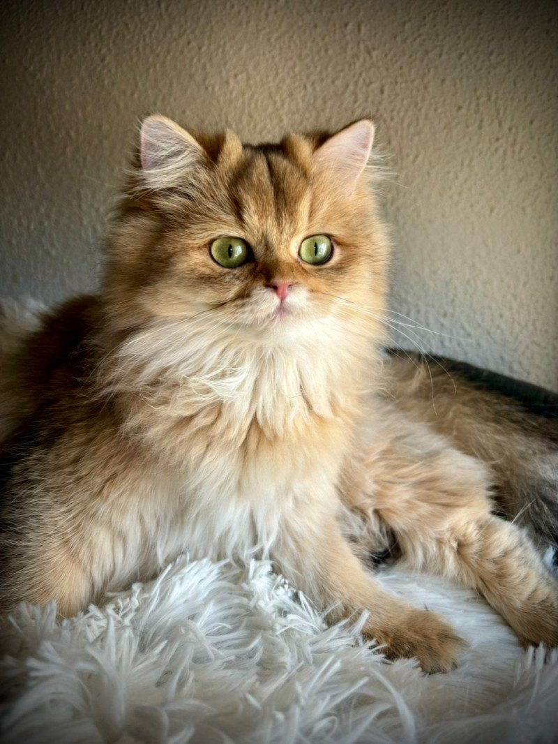 Windy DES BRITISH DE CÉCÉ Femelle British Longhair