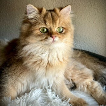chat British Longhair black golden shaded Windy La chatterie