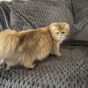chat British Longhair black golden shaded Windy La chatterie