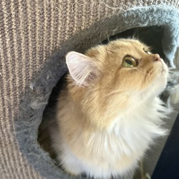 chat British Longhair black golden shaded Windy La chatterie