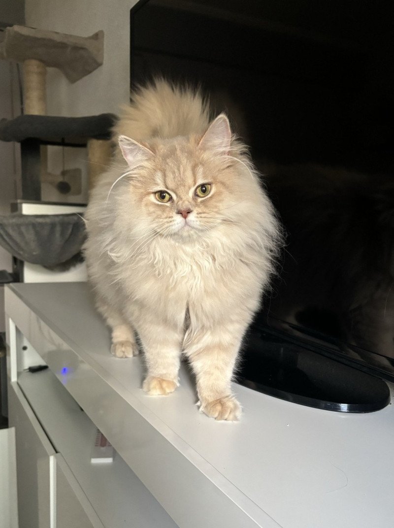 Zelda DES BRITISH DE CÉCÉ Femelle British Longhair