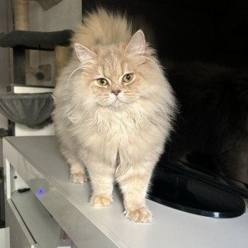 chat British Longhair Zelda La chatterie