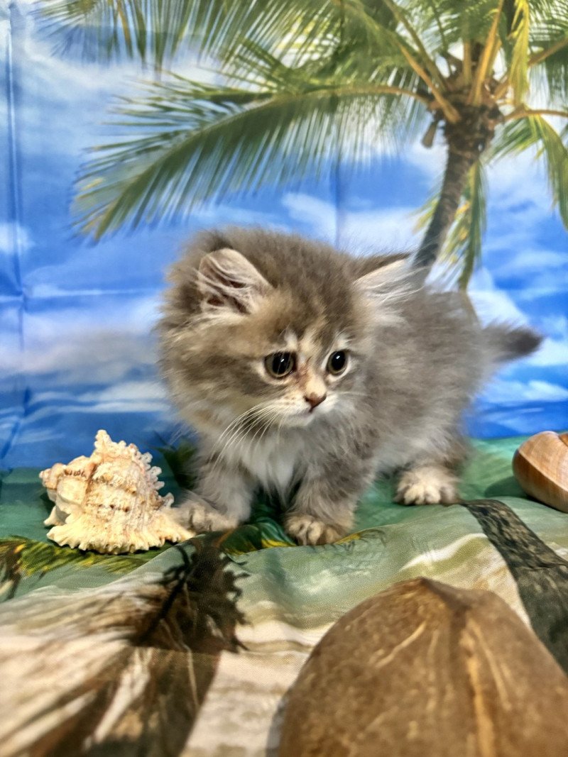 Aphrodite DES BRITISH DE CÉCÉ Femelle Highland Straight