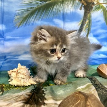 chaton Highland Straight blue tortie golden shaded Aphrodite La chatterie