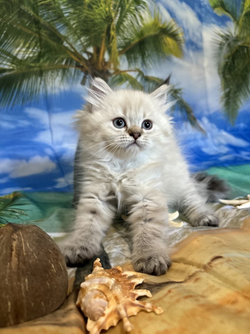 Artémis DES BRITISH DE CÉCÉ Mâle Highland Straight