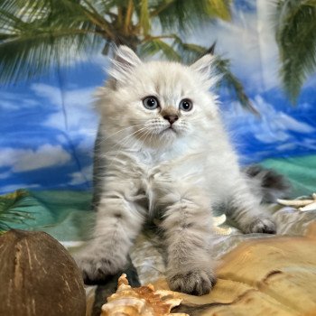 chaton Highland Straight blue golden shaded tabby point Artémis La chatterie