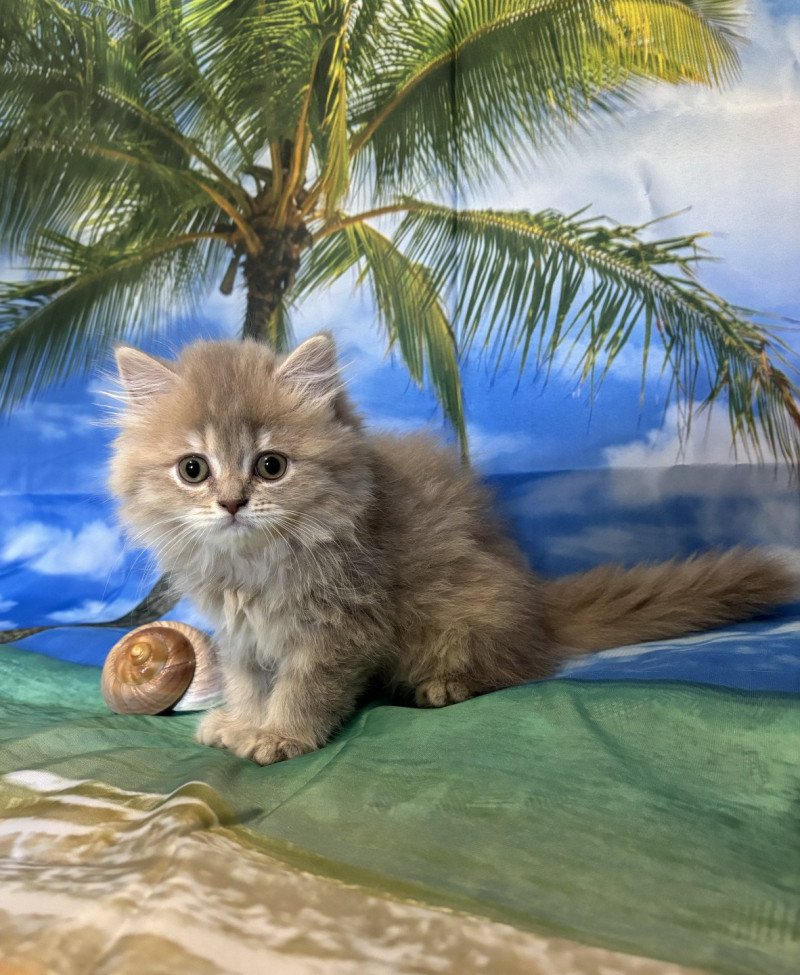 Athena DES BRITISH DE CÉCÉ Femelle Highland Straight