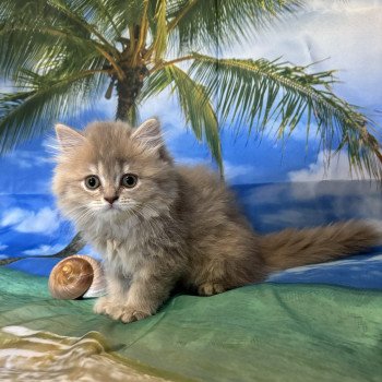 chaton Highland Straight lilac golden shaded Athena La chatterie