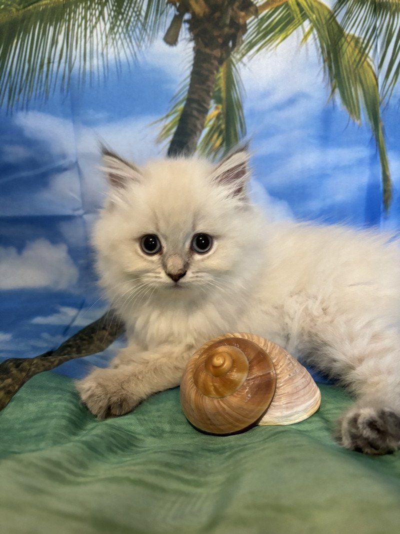 Aurore DES BRITISH DE CÉCÉ Femelle Highland Straight