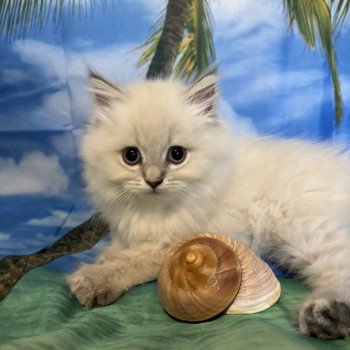 chaton Highland Straight blue golden shaded point Aurore La chatterie