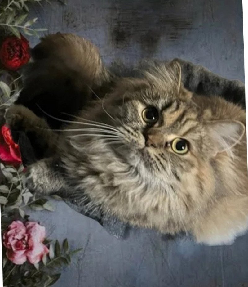 Tiana DES BRITISH DE CÉCÉ Femelle Highland Straight