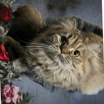 chat Highland Straight Tiana La chatterie