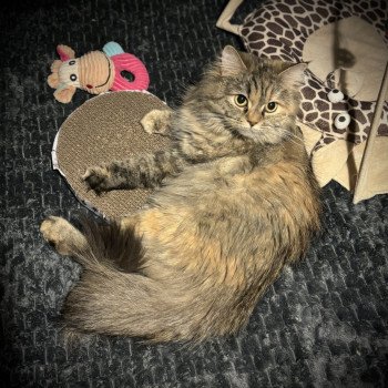 chat Highland Straight Tiana La chatterie