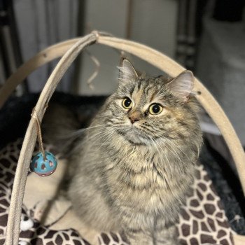 chat Highland Straight Tiana La chatterie