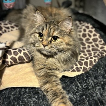 chat Highland Straight Tiana La chatterie