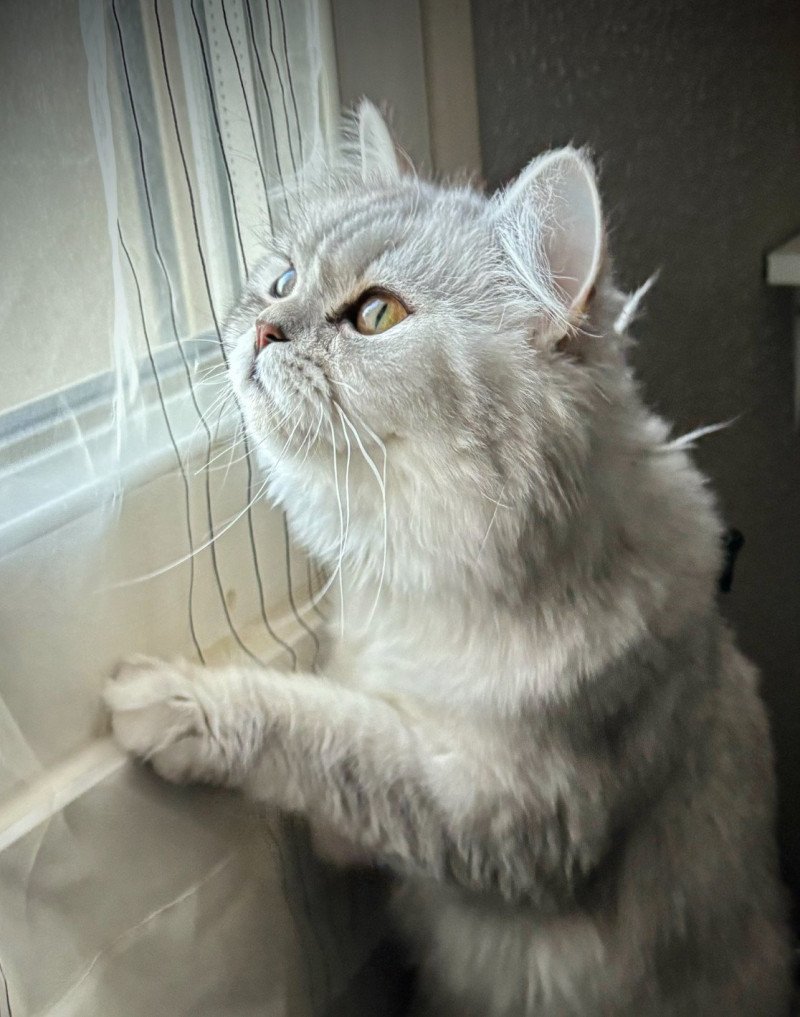 Vénus Femelle Highland Straight