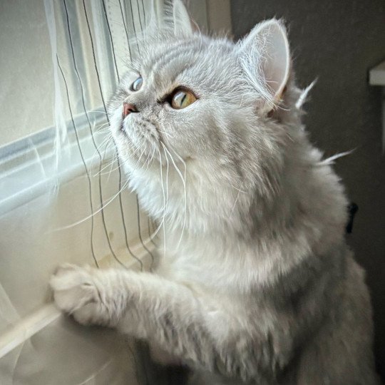 Vénus Femelle Highland Straight