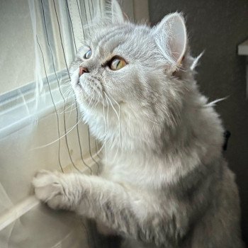 chat Highland Straight Vénus La chatterie