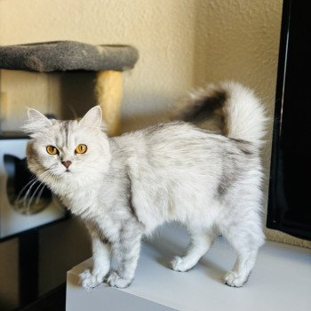 chat Highland Straight blue silver shell Vénus La chatterie