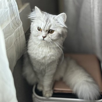 chat Highland Straight blue silver shell Vénus La chatterie