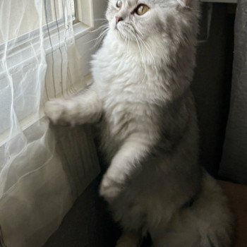 chat Highland Straight blue silver shell Vénus La chatterie