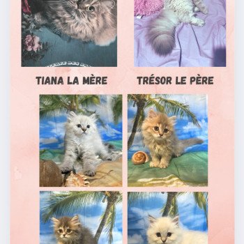 Chaton Highland Straight  La chatterie