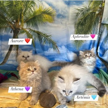 Chaton Highland Straight  La chatterie