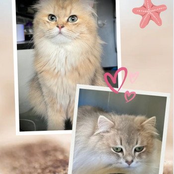 Mariage Ulycia ❤ Victor