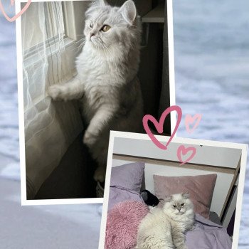 Mariage Vénus ❤ Trésor